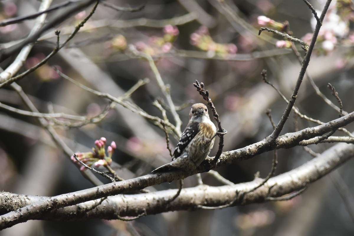 Japanese Pygmy Woodpecker - Kazumi Ohira