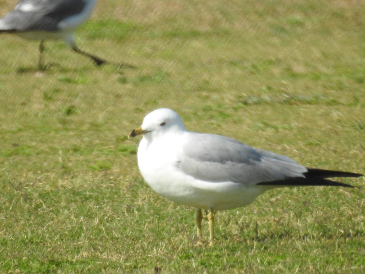 Ring-billed Gull - ML617201609