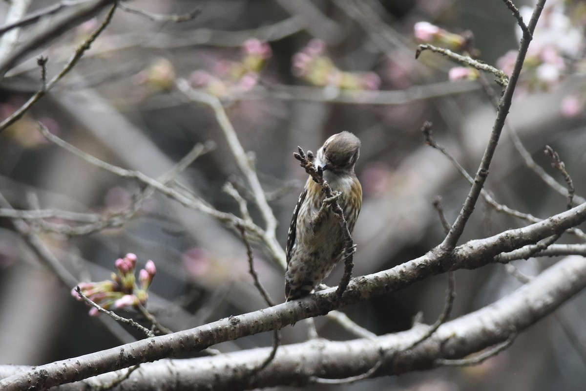Japanese Pygmy Woodpecker - Kazumi Ohira