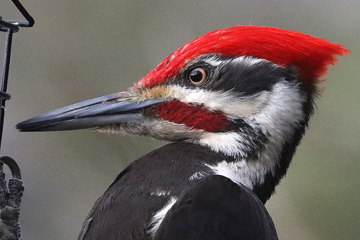 Pileated Woodpecker - ML617201725