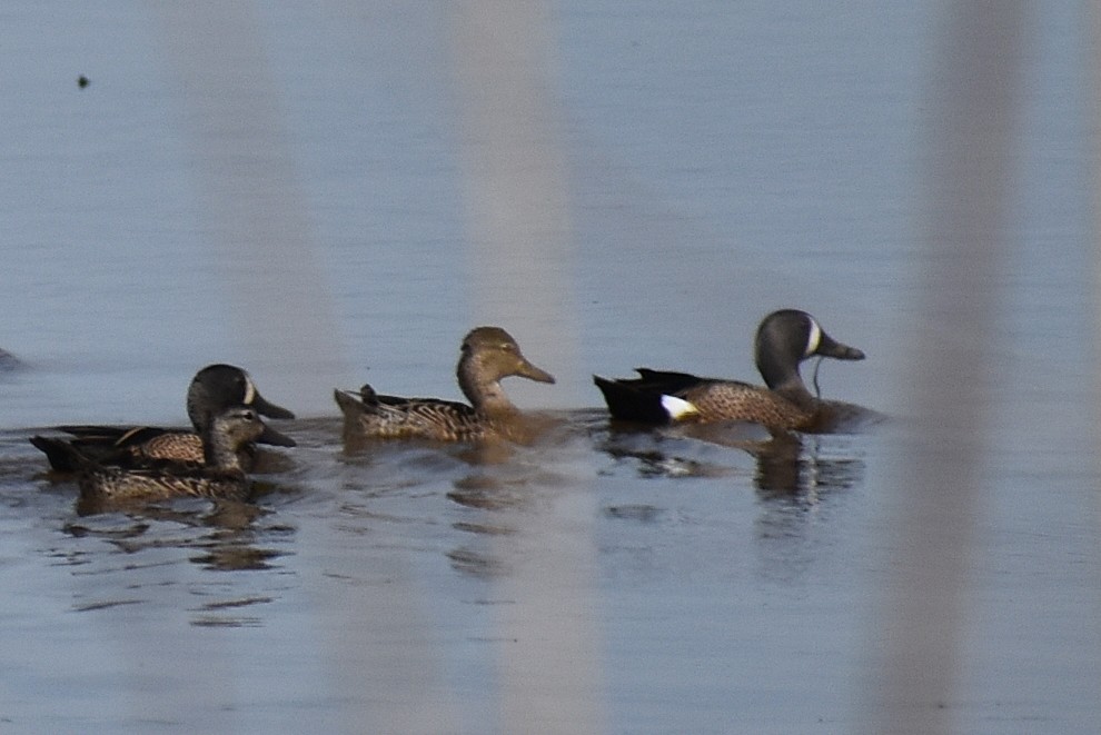 Blue-winged Teal - Claire H