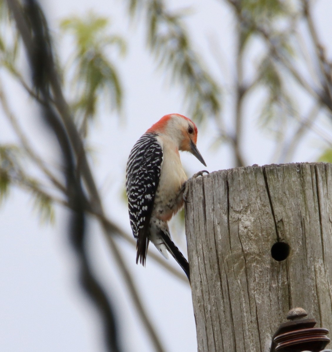 Red-bellied Woodpecker - ML617201743