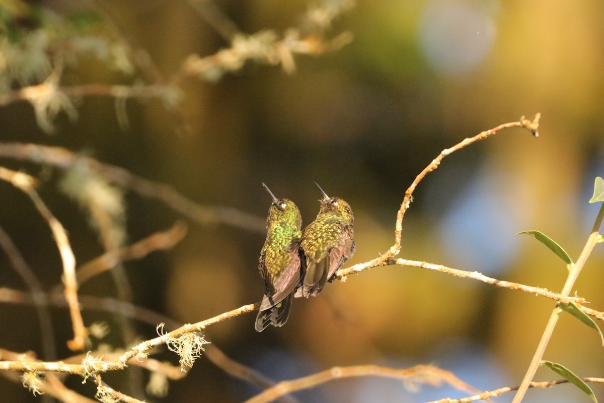 kolibřík turmalinový - ML617201745