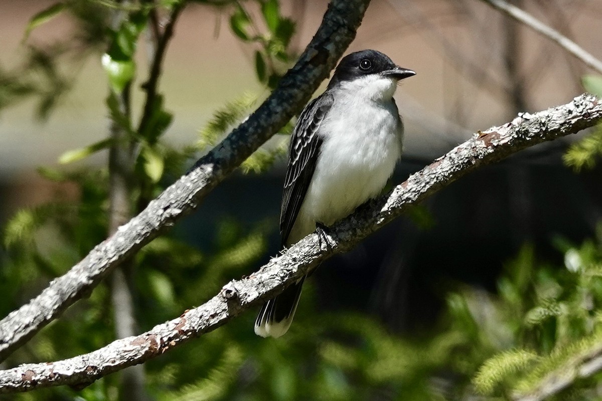 Eastern Kingbird - Kris Starke