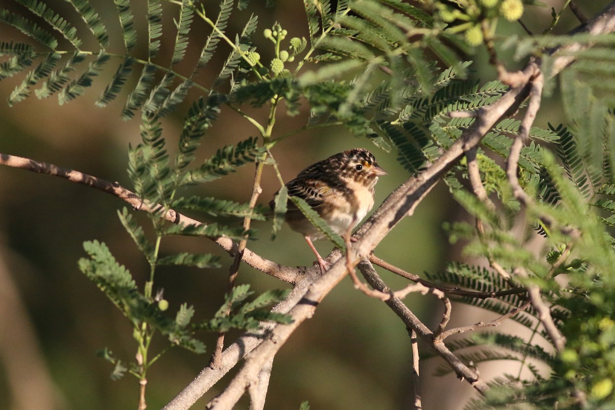 Grasshopper Sparrow - ML617201773