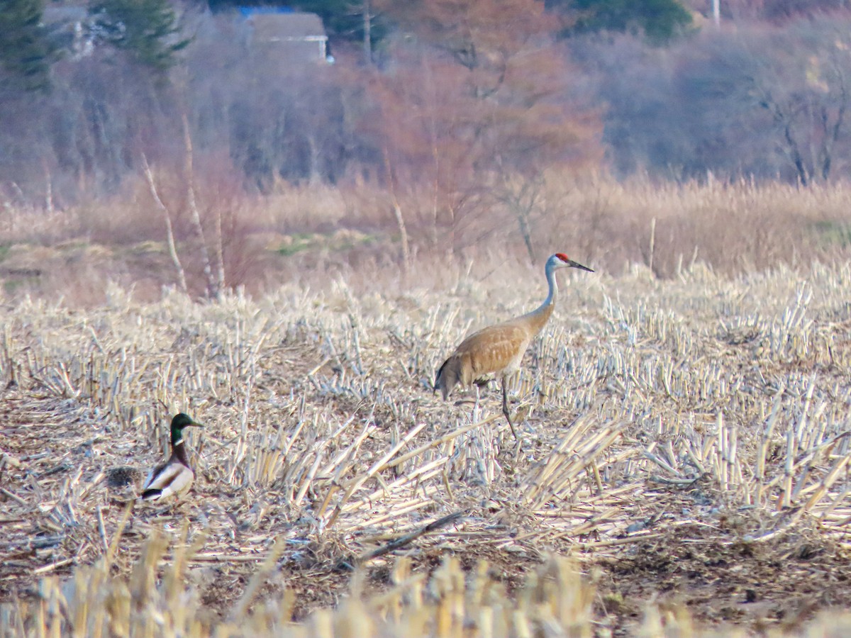 Sandhill Crane - Jake Chute