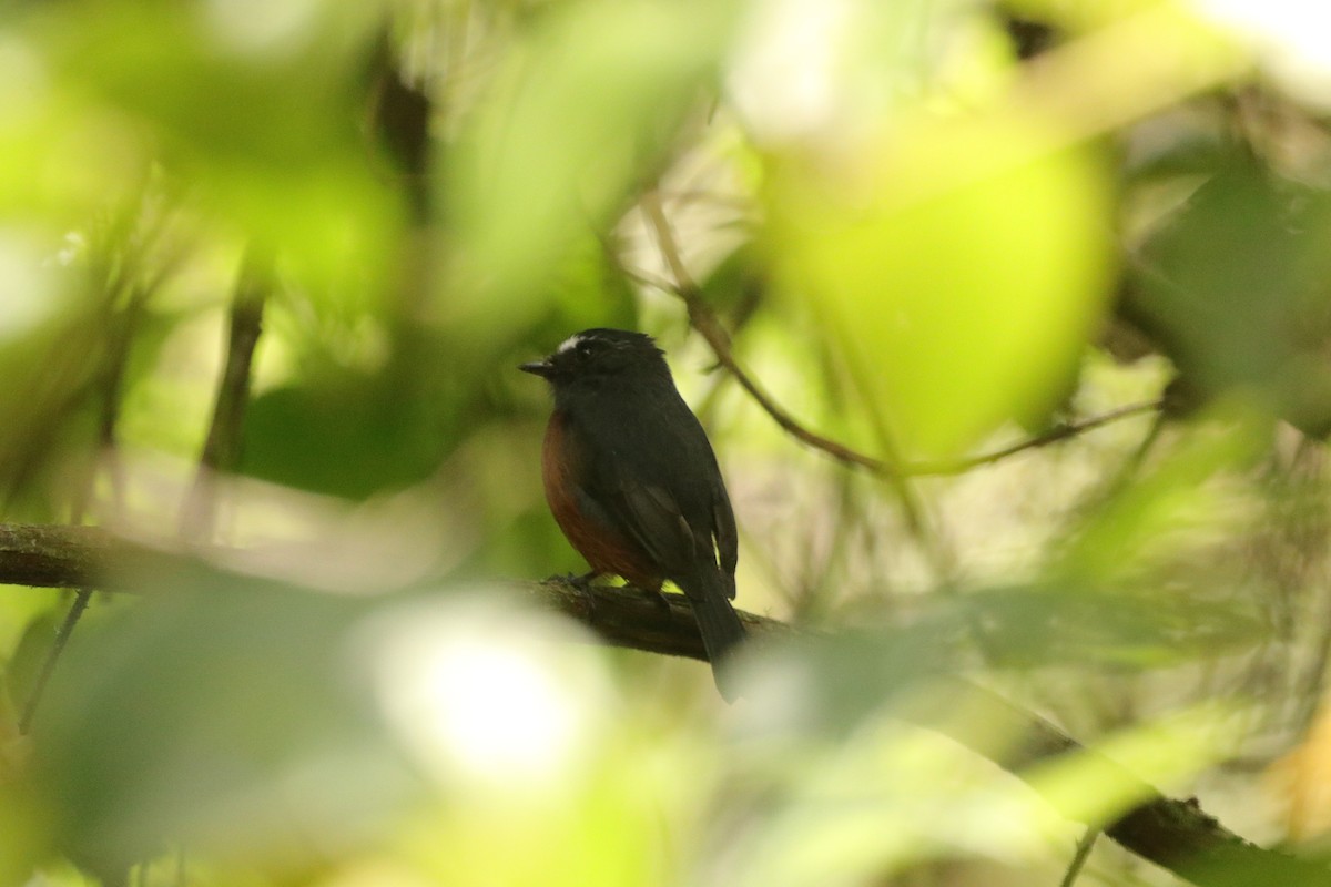 Chestnut-bellied Chat-Tyrant - Mario Alexander Cardona Giraldo