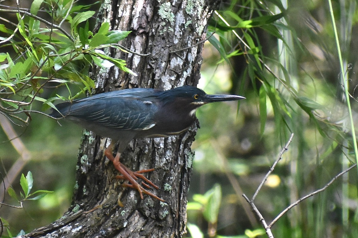 Green Heron - ML617201867