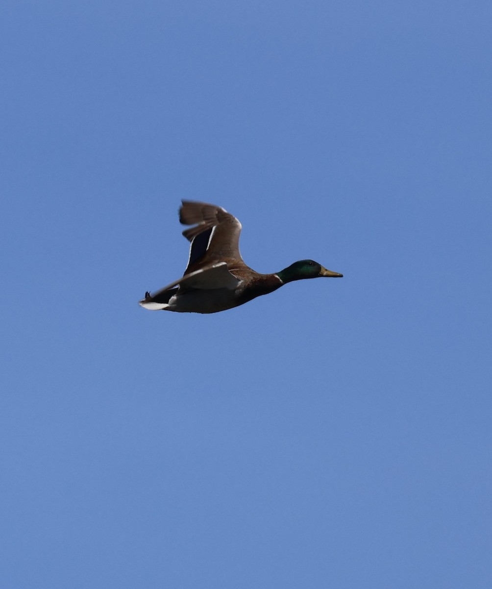 Mallard - ML617201904