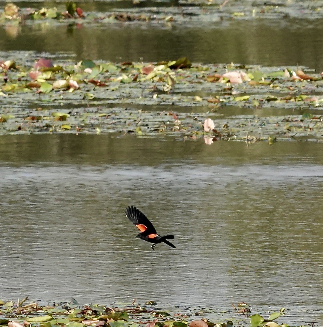 Red-winged Blackbird - Gail Glasgow