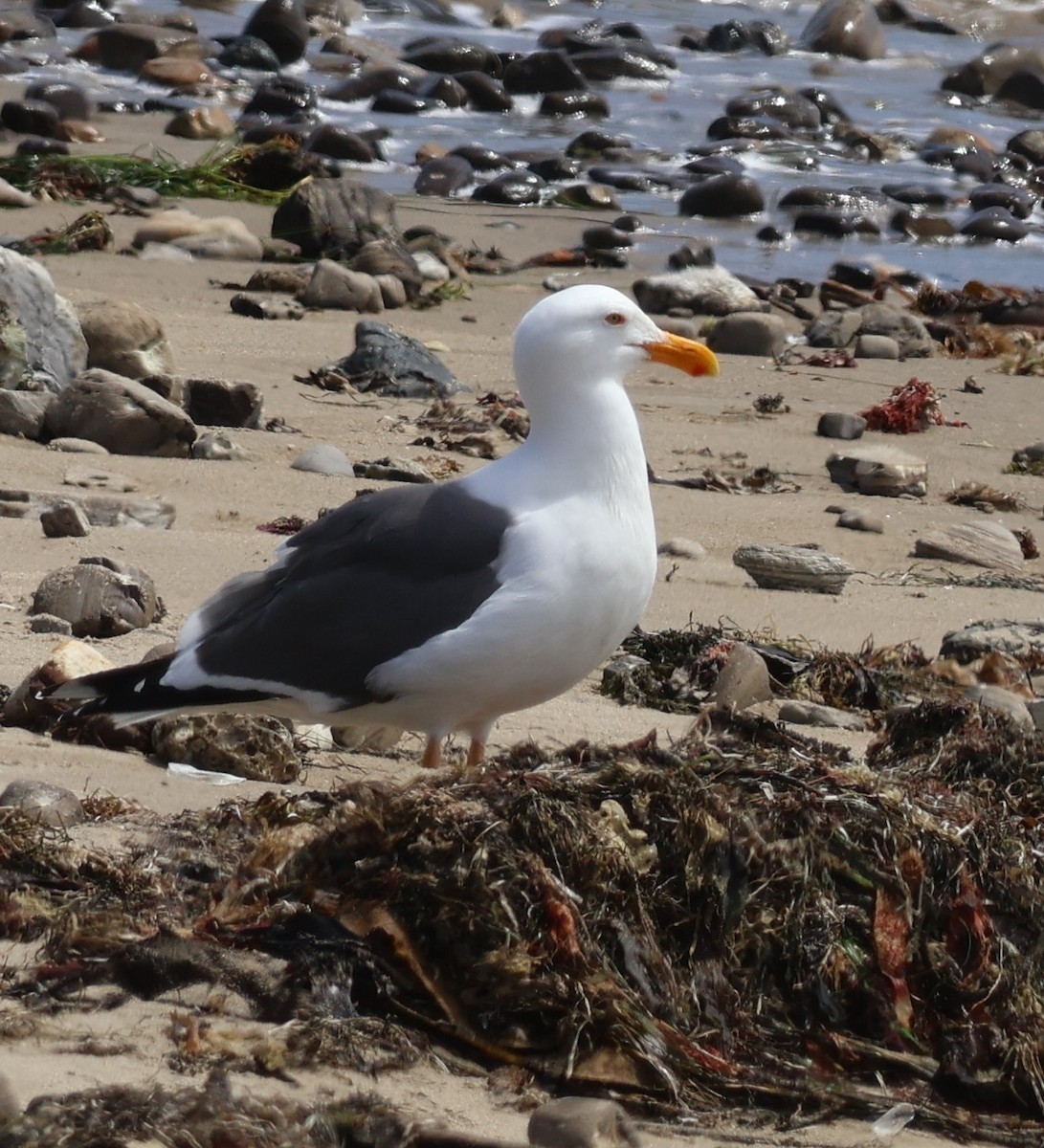 Western Gull - ML617201926