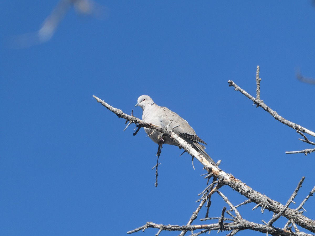 Eurasian Collared-Dove - ML617201928