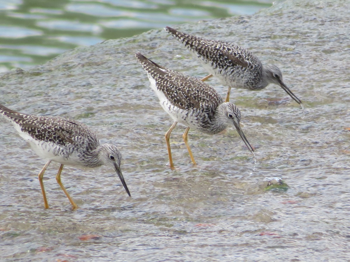 Greater Yellowlegs - ML617201941