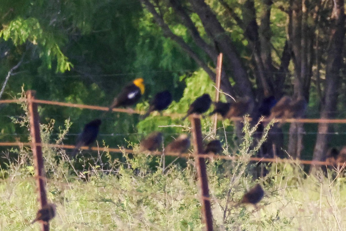 Yellow-headed Blackbird - ML617201944