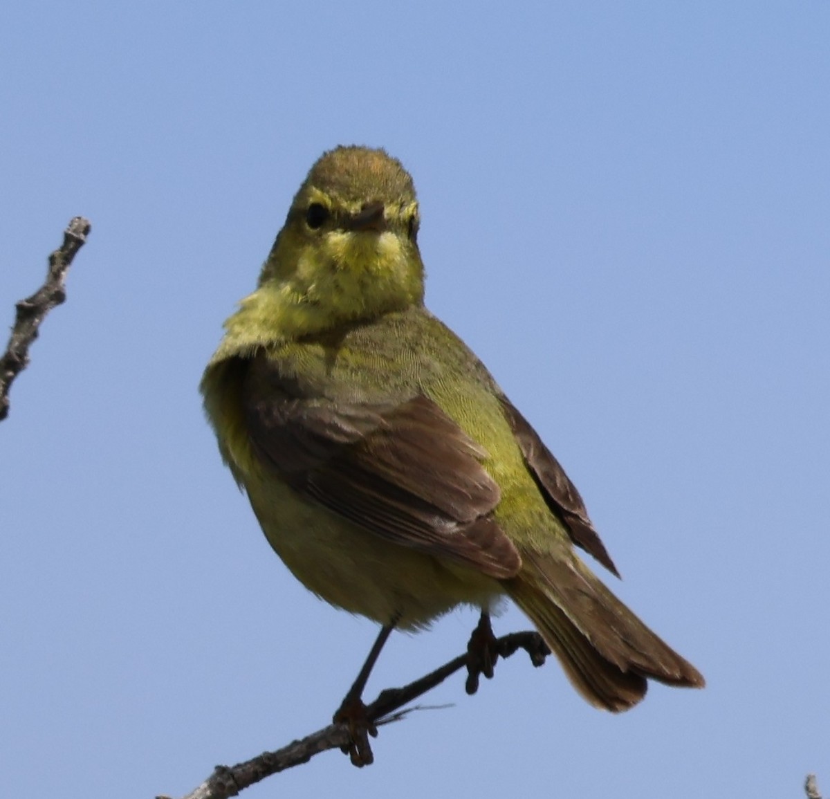 Orange-crowned Warbler - Suba S