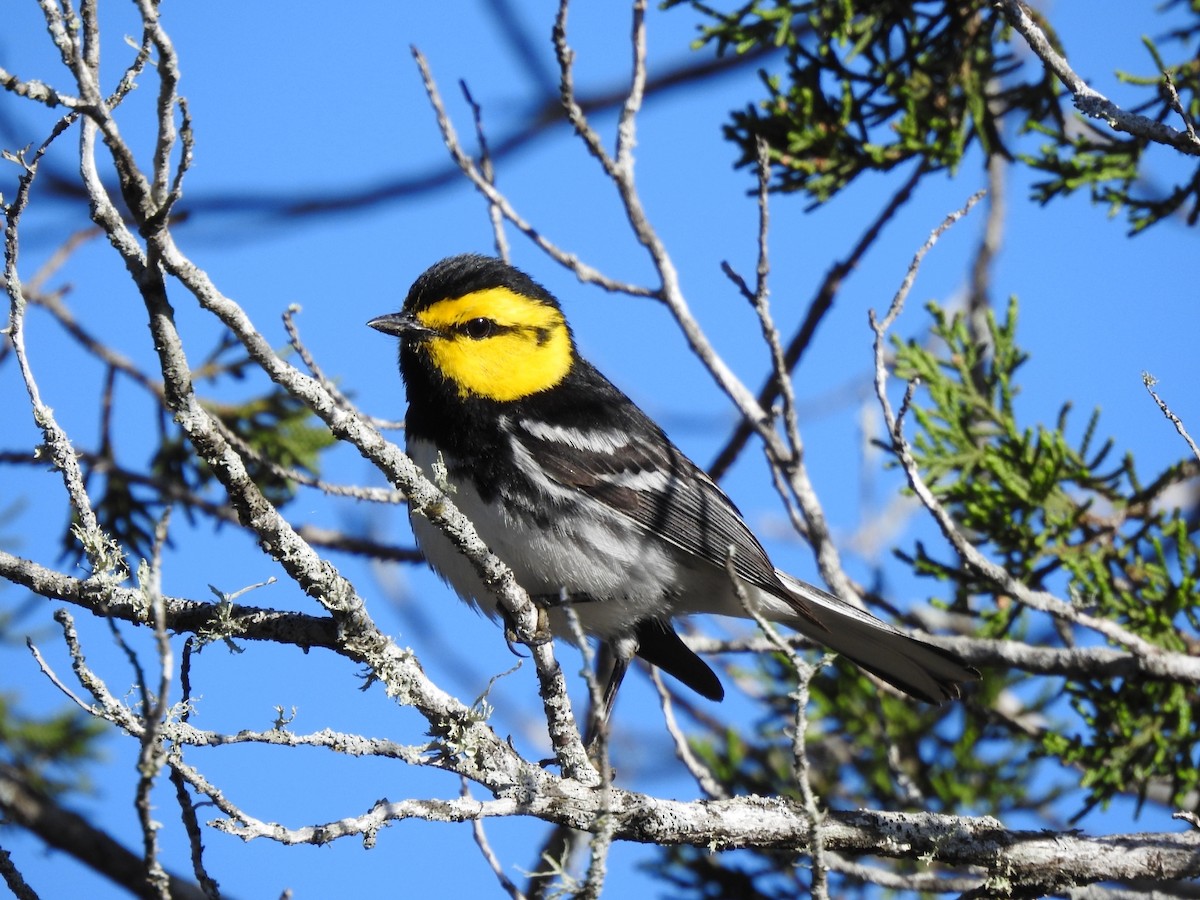 Golden-cheeked Warbler - ML617201960