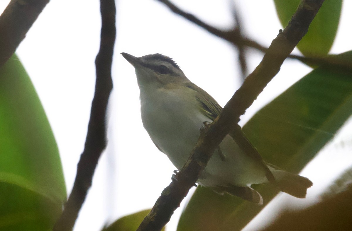 Vireo Chiví (grupo agilis) - ML617201961