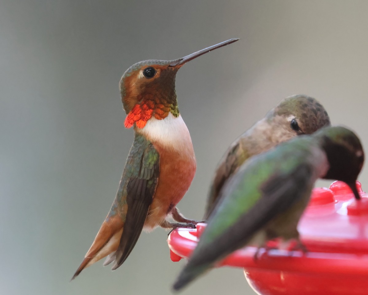 Allen's Hummingbird - Matthew Grube
