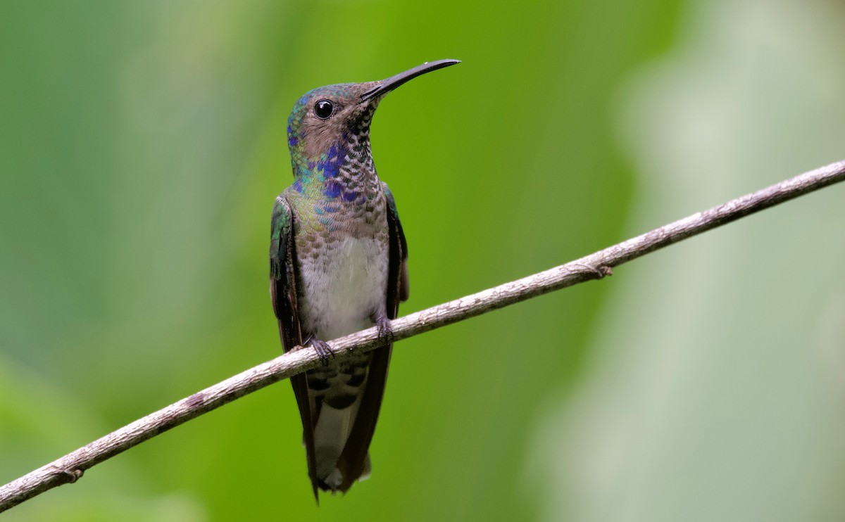 White-necked Jacobin - ML617202097