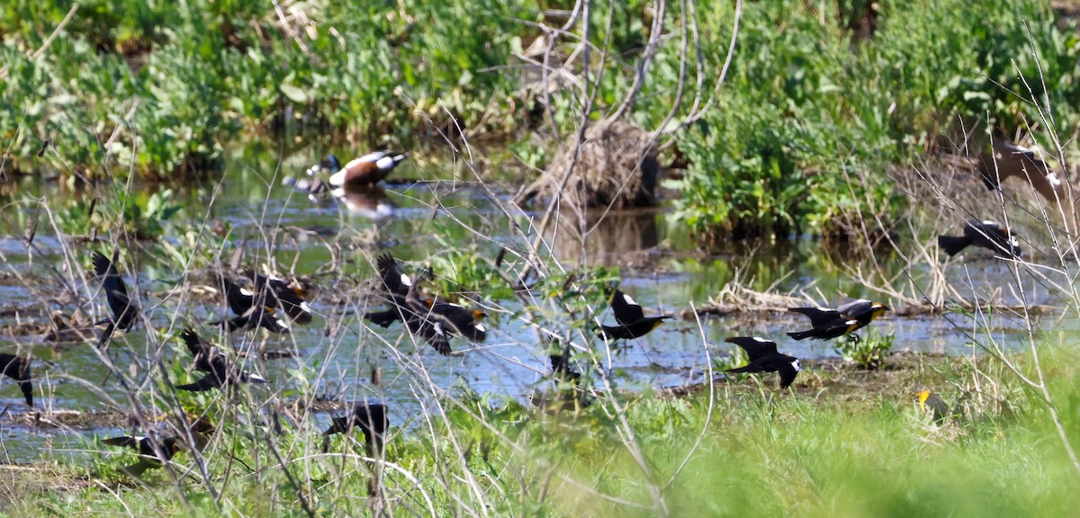 Yellow-headed Blackbird - ML617202109