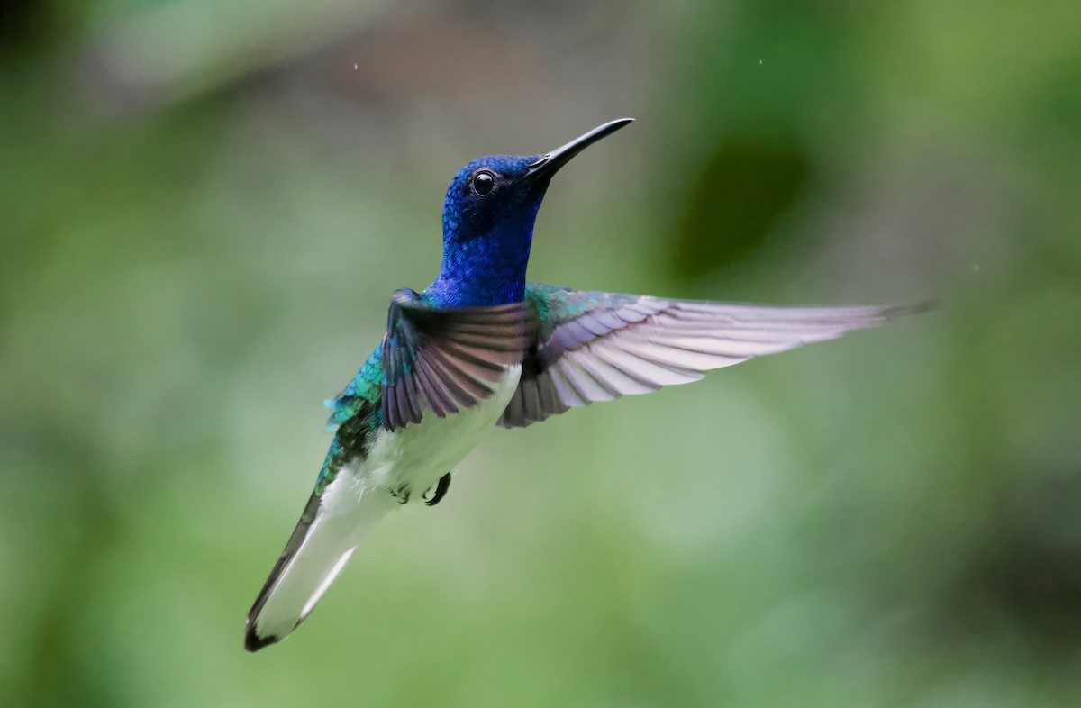 White-necked Jacobin - ML617202132