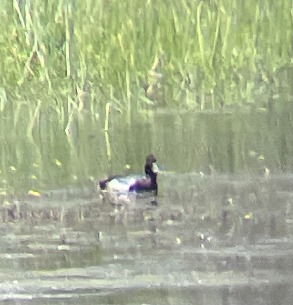 Lesser Scaup - ML617202135