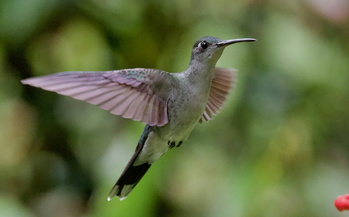 Gray-breasted Sabrewing - Ken Rosenberg