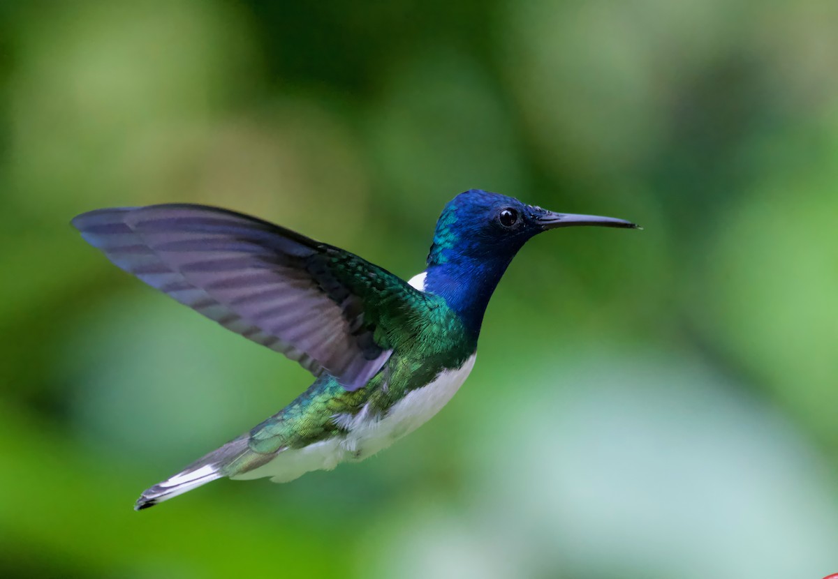 White-necked Jacobin - ML617202161