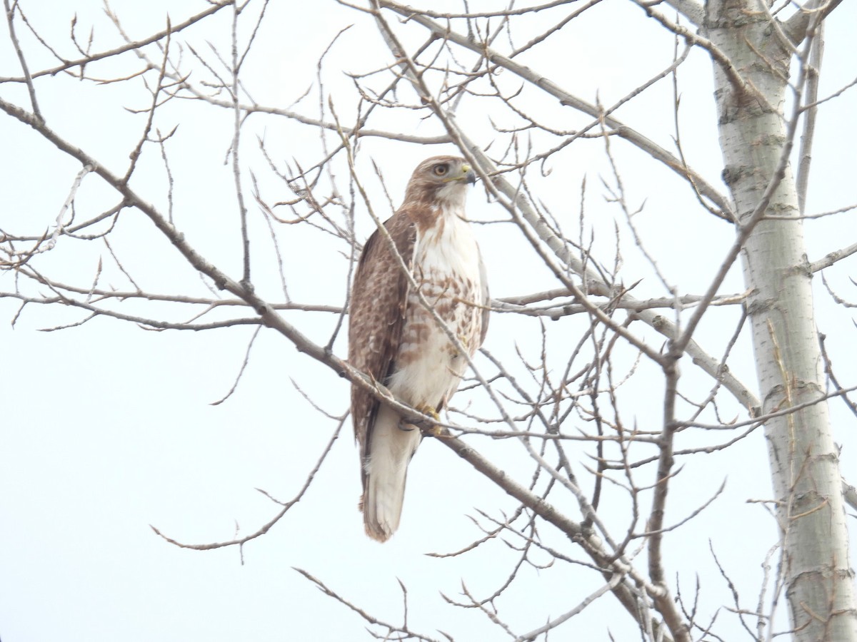 Rotschwanzbussard - ML617202168