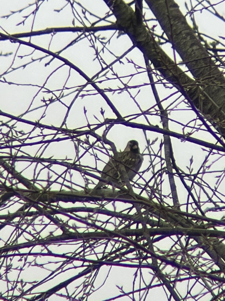 Harris's Sparrow - ML617202181