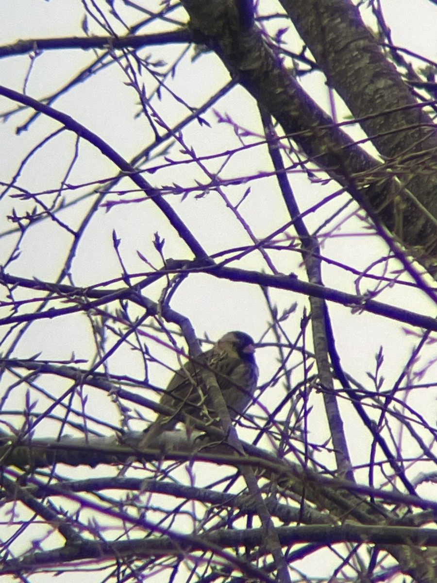 Harris's Sparrow - ML617202182