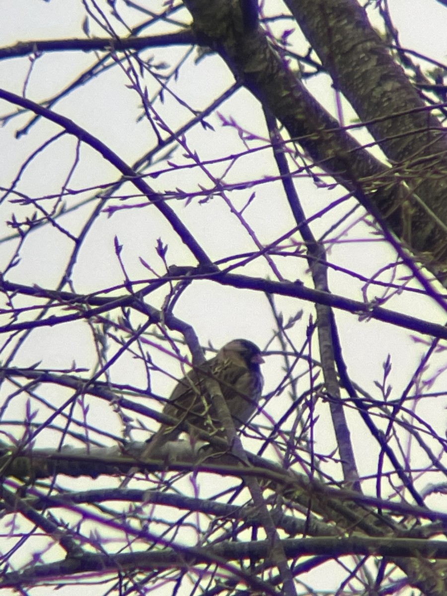 Harris's Sparrow - ML617202183