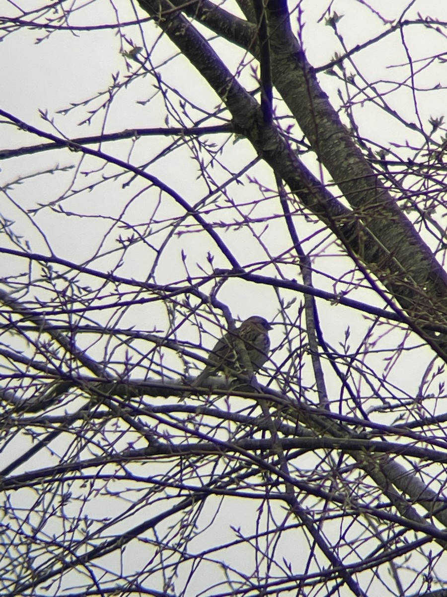 Harris's Sparrow - ML617202184