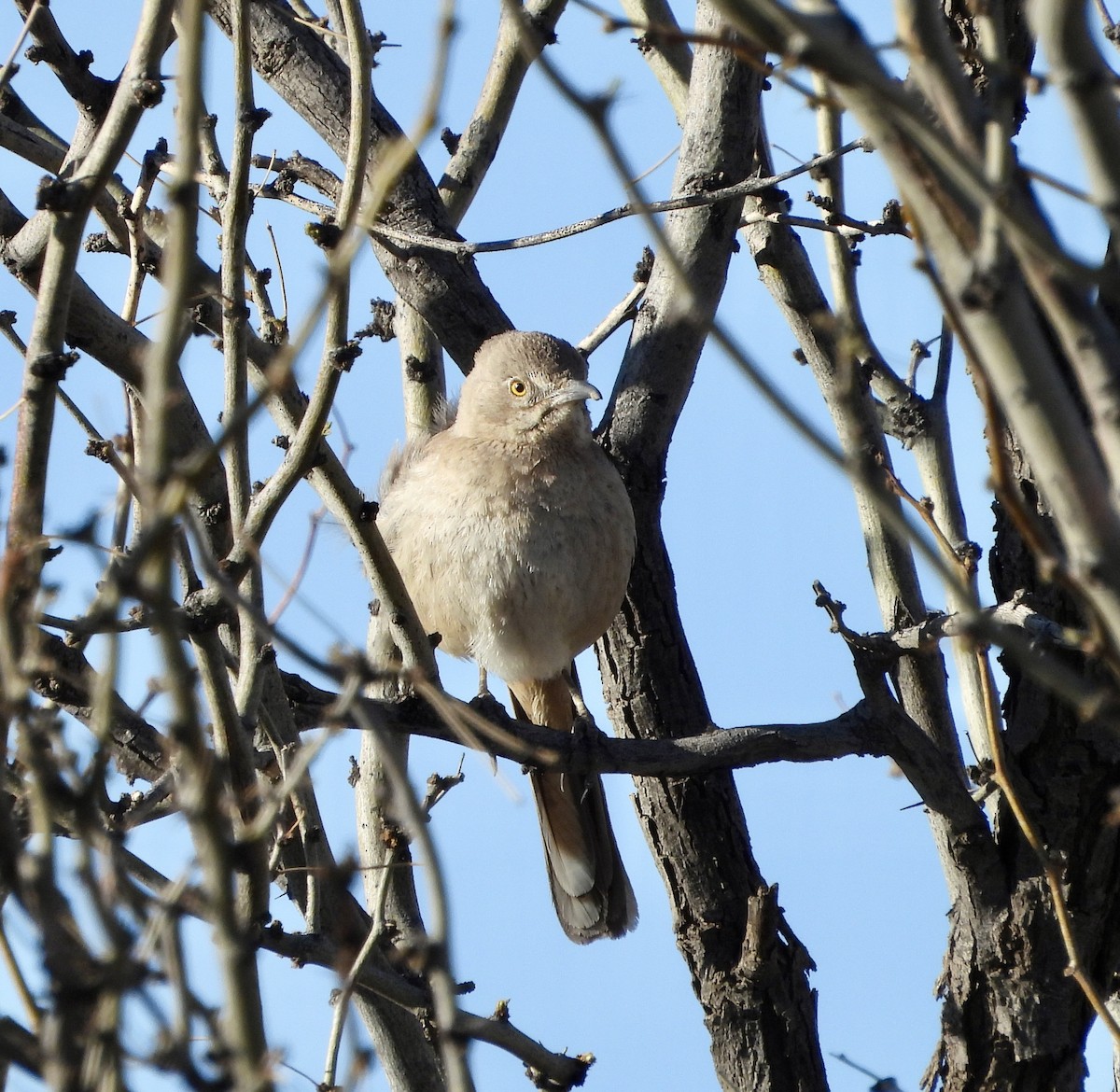 Bendire's Thrasher - Gene Muller