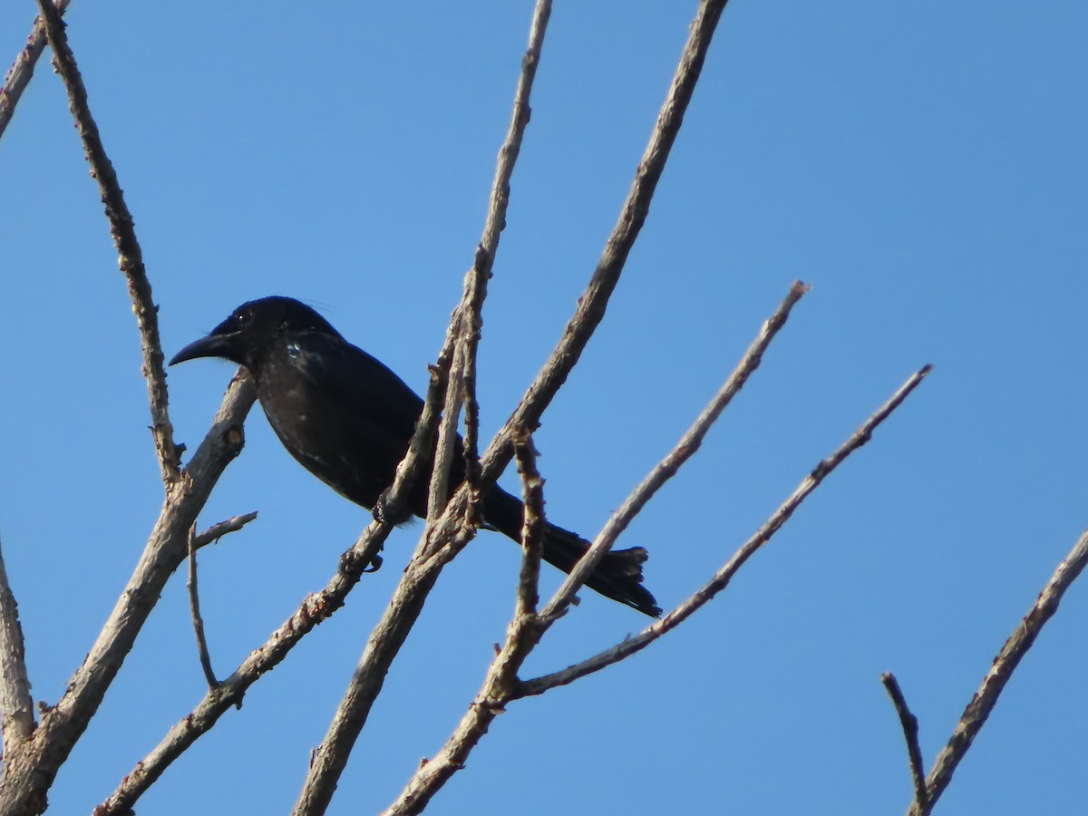 Hair-crested Drongo - ML617202218