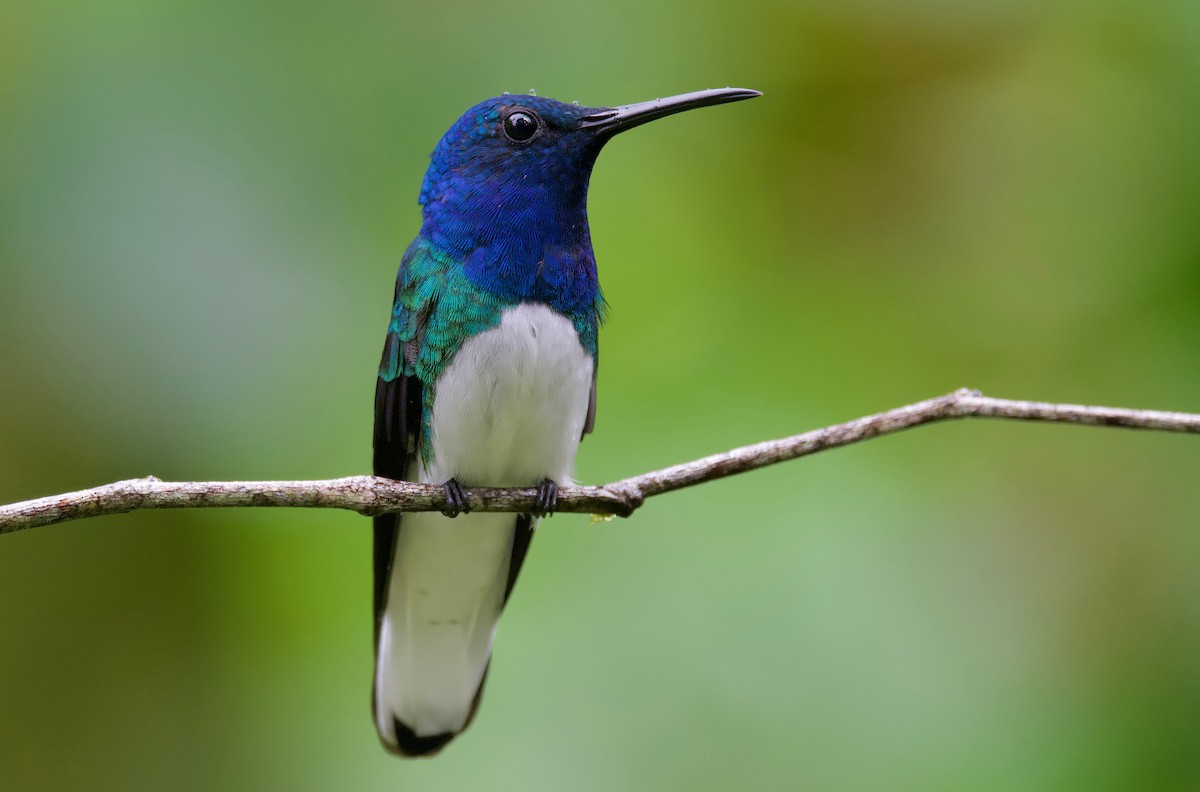 White-necked Jacobin - ML617202237