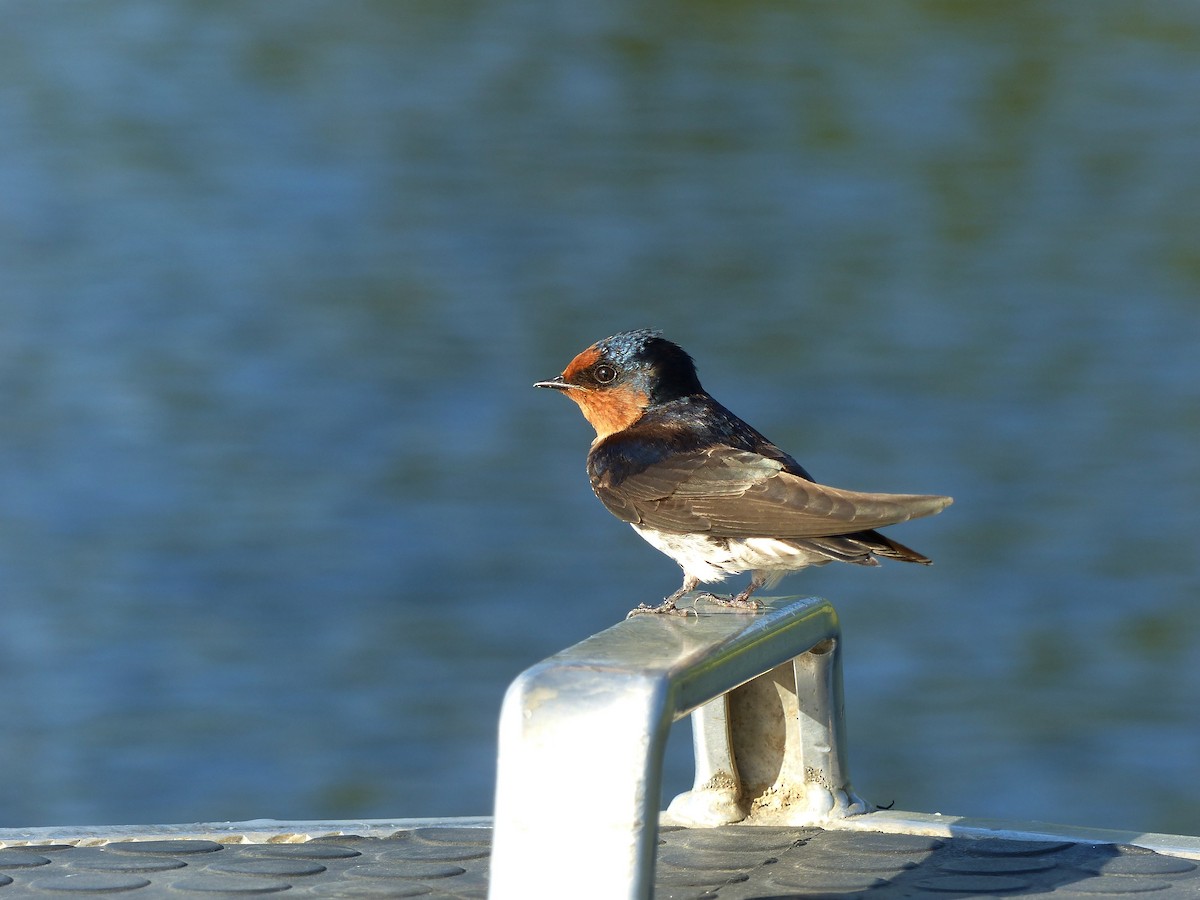 Golondrina Australiana - ML617202281