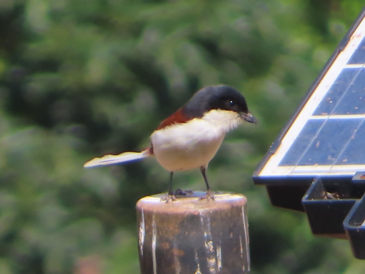 Burmese Shrike - J.A. Jensen