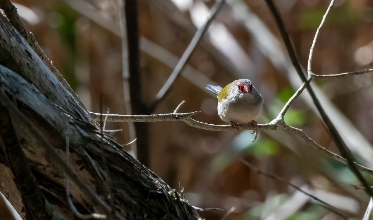 Red-browed Firetail - ML617202292