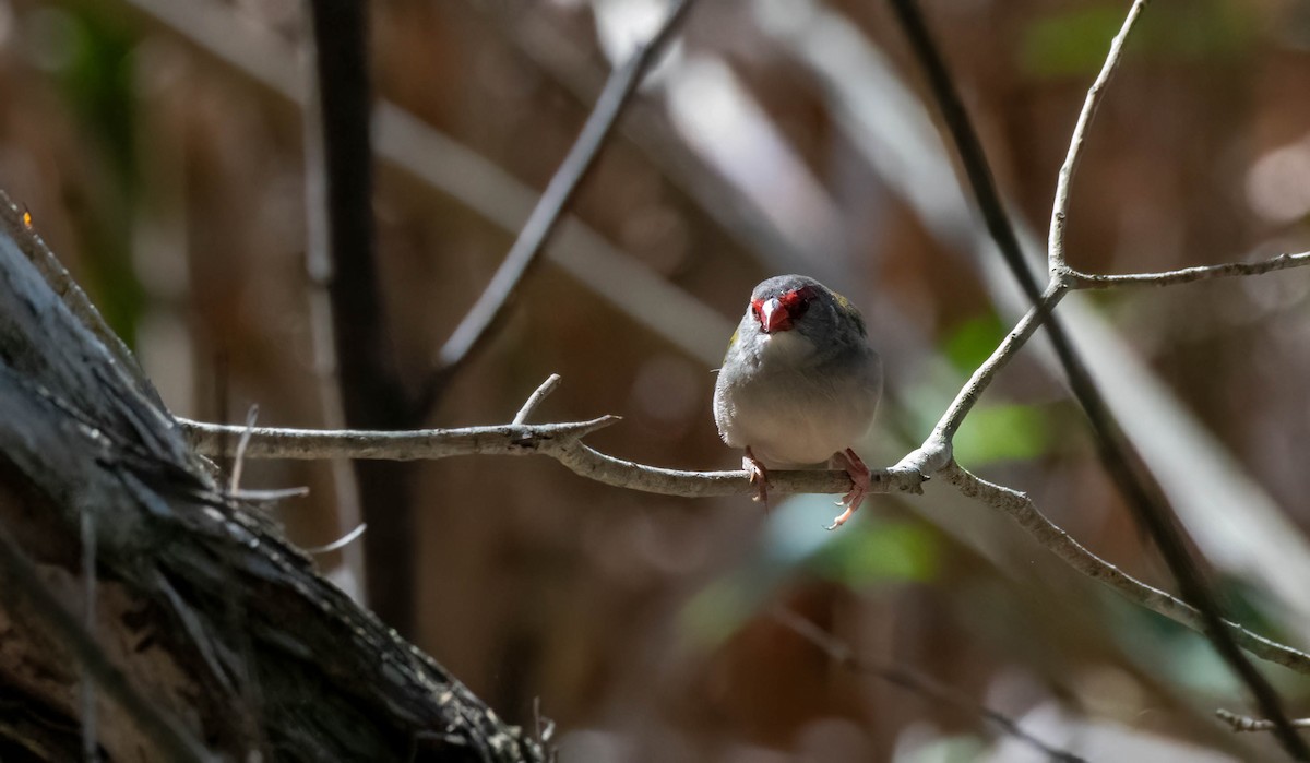 Red-browed Firetail - ML617202293