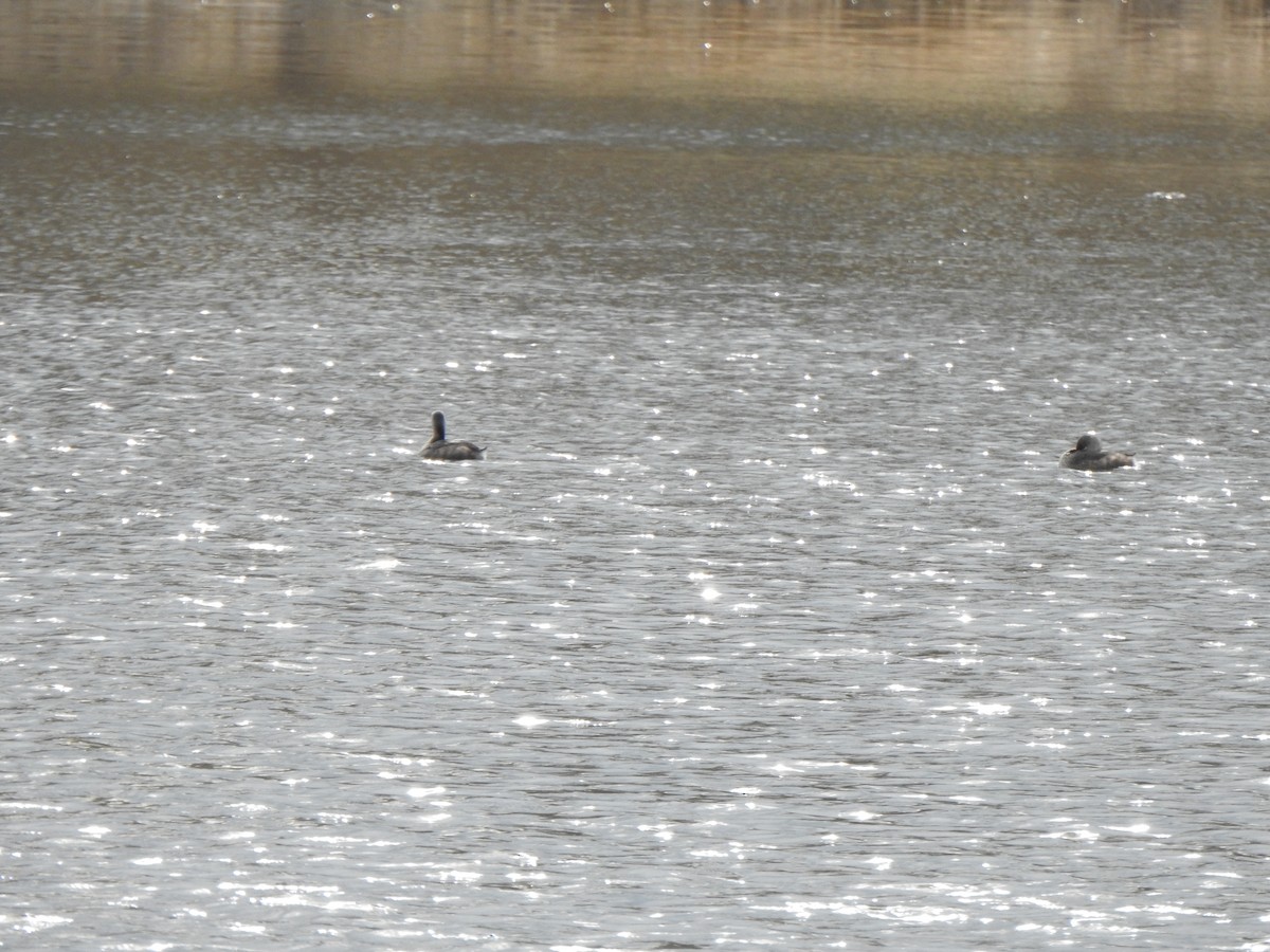 Pied-billed Grebe - ML617202338