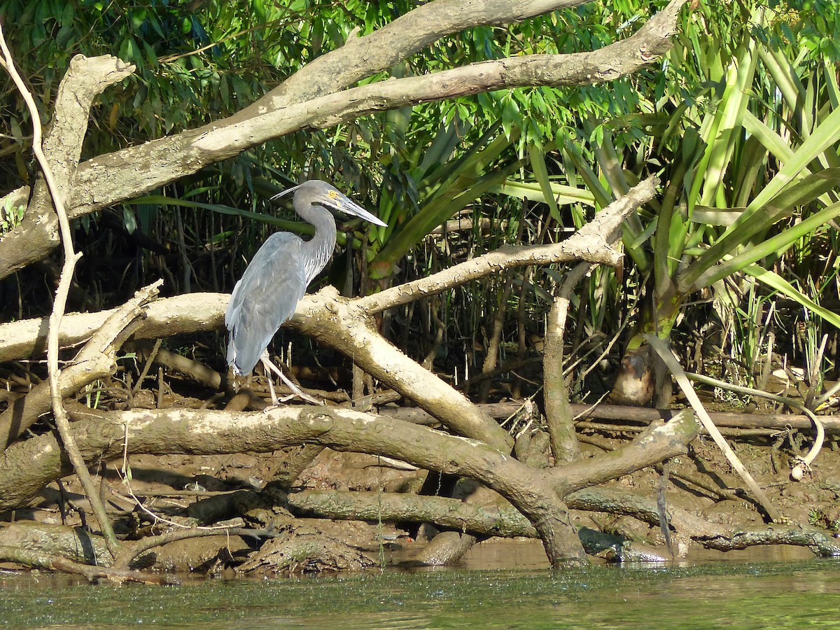 Great-billed Heron - Len and Chris Ezzy