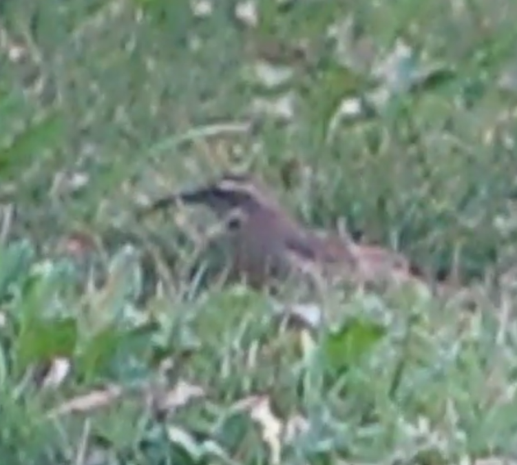 Patagonian Forest Earthcreeper - ML617202355