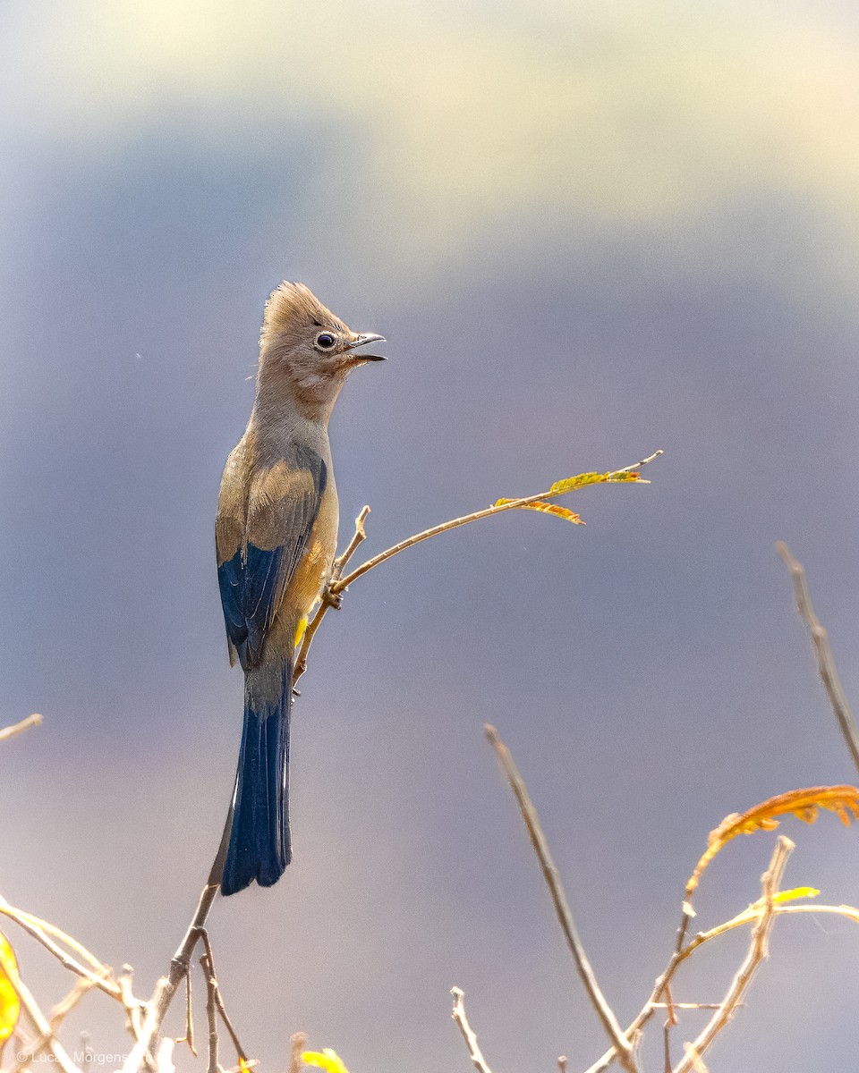 Gray Silky-flycatcher - Lucas Morgenstern