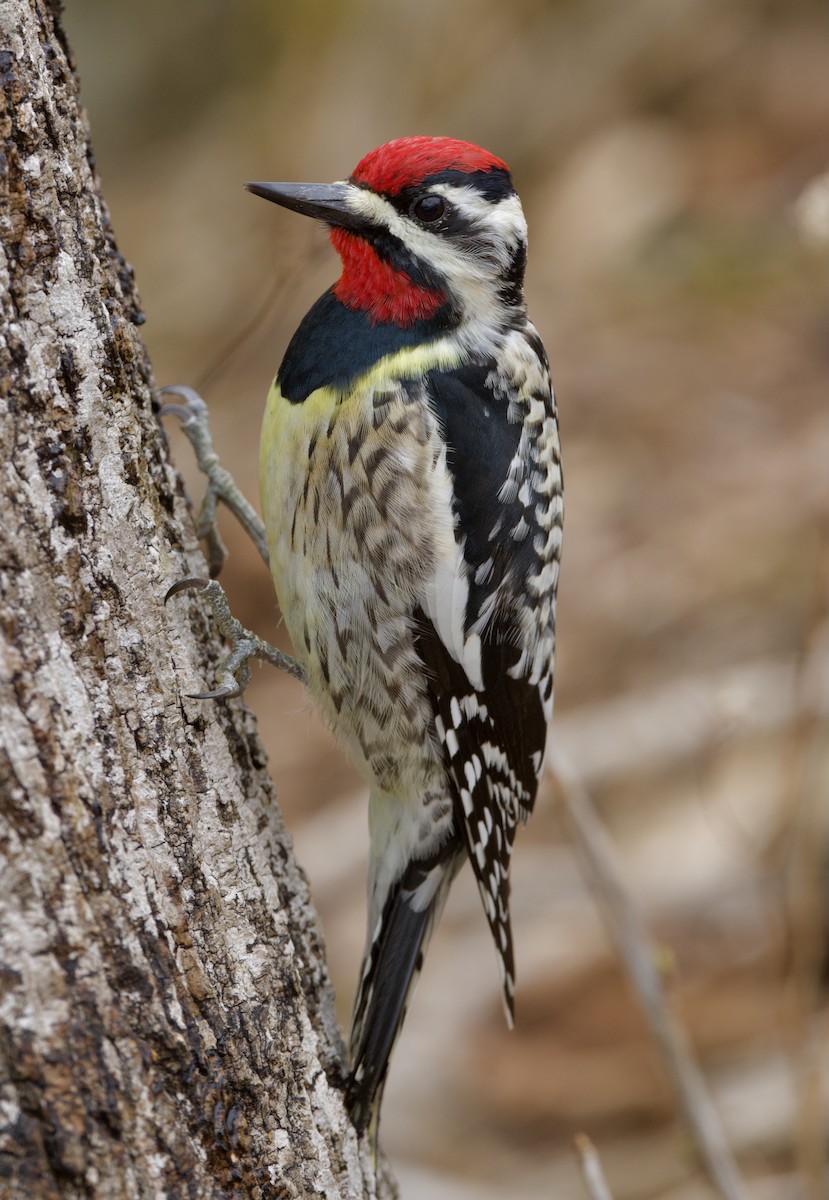 Yellow-bellied Sapsucker - ML617202365