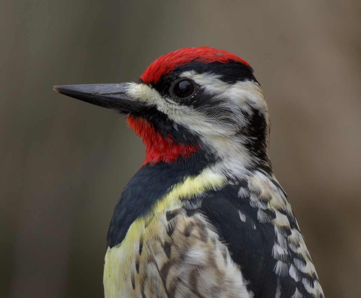 Yellow-bellied Sapsucker - ML617202372