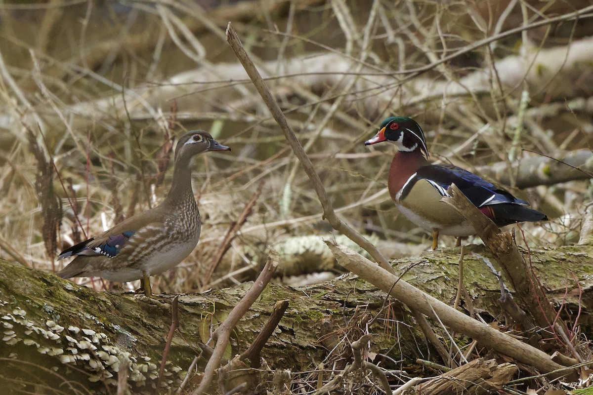 Wood Duck - ML617202396