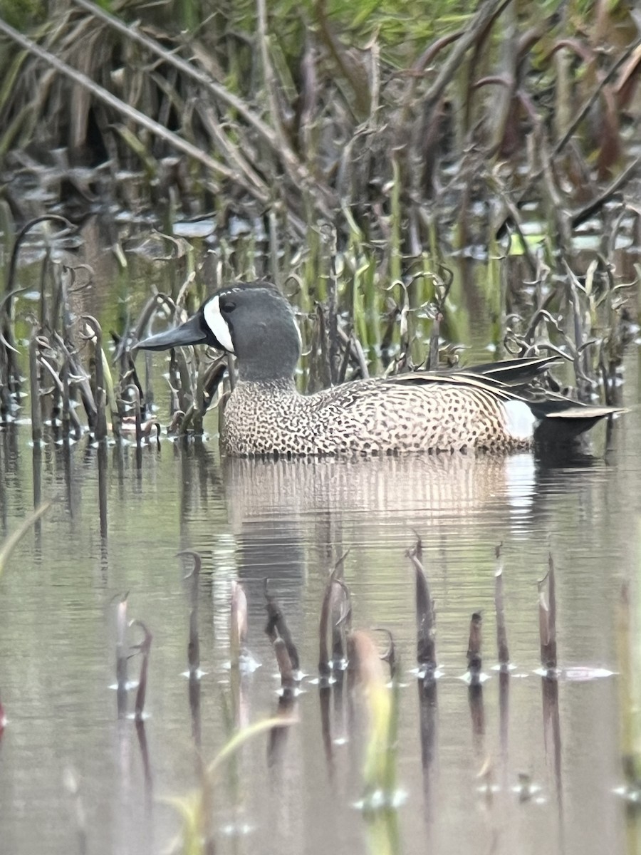 Blue-winged Teal - ML617202409