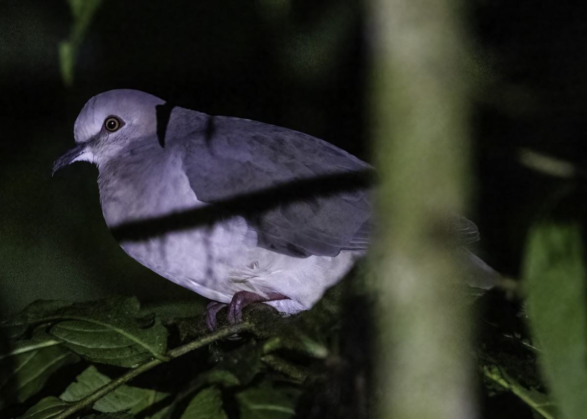 White-tipped Dove - ML617202454