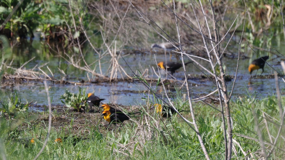 Yellow-headed Blackbird - ML617202458